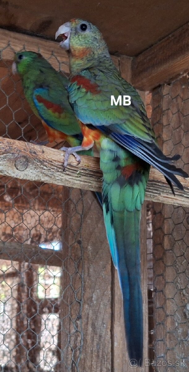 Papagáje mnohofarebné (mnohobarve) - 2