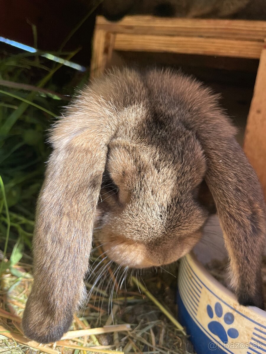 Zakrslý francúzsky baran - 2