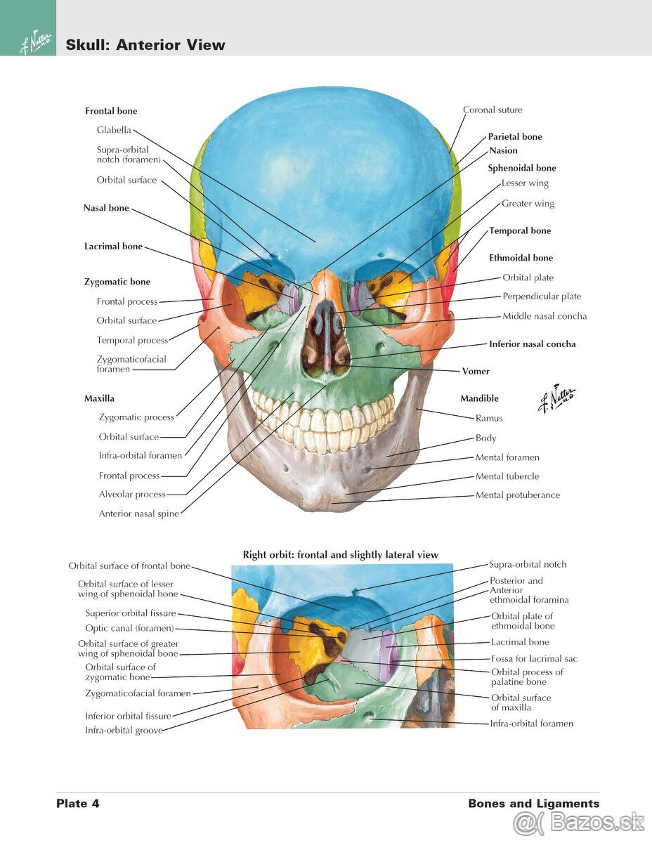 Netterov anatomický atlas človeka (CZ+EN) - 2