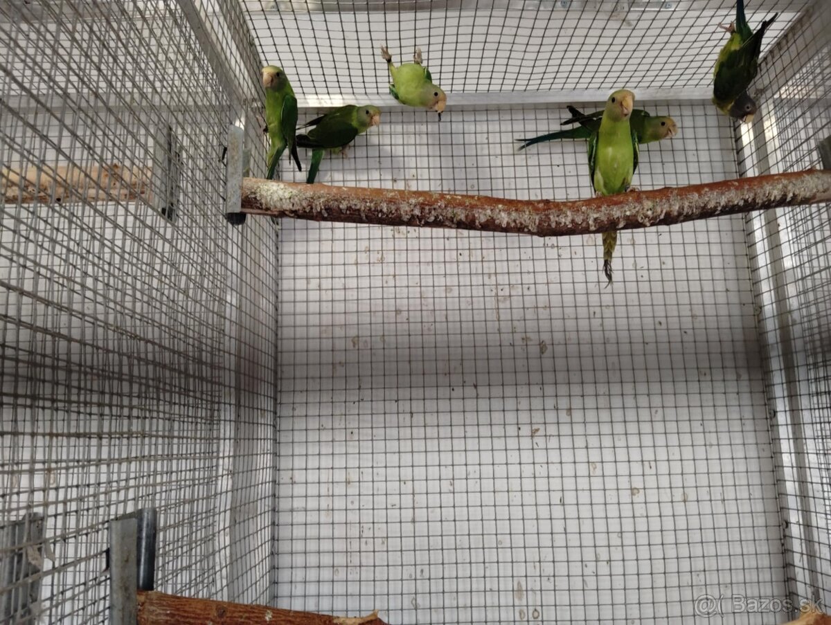 Predám alexander cervenohlavy - 2