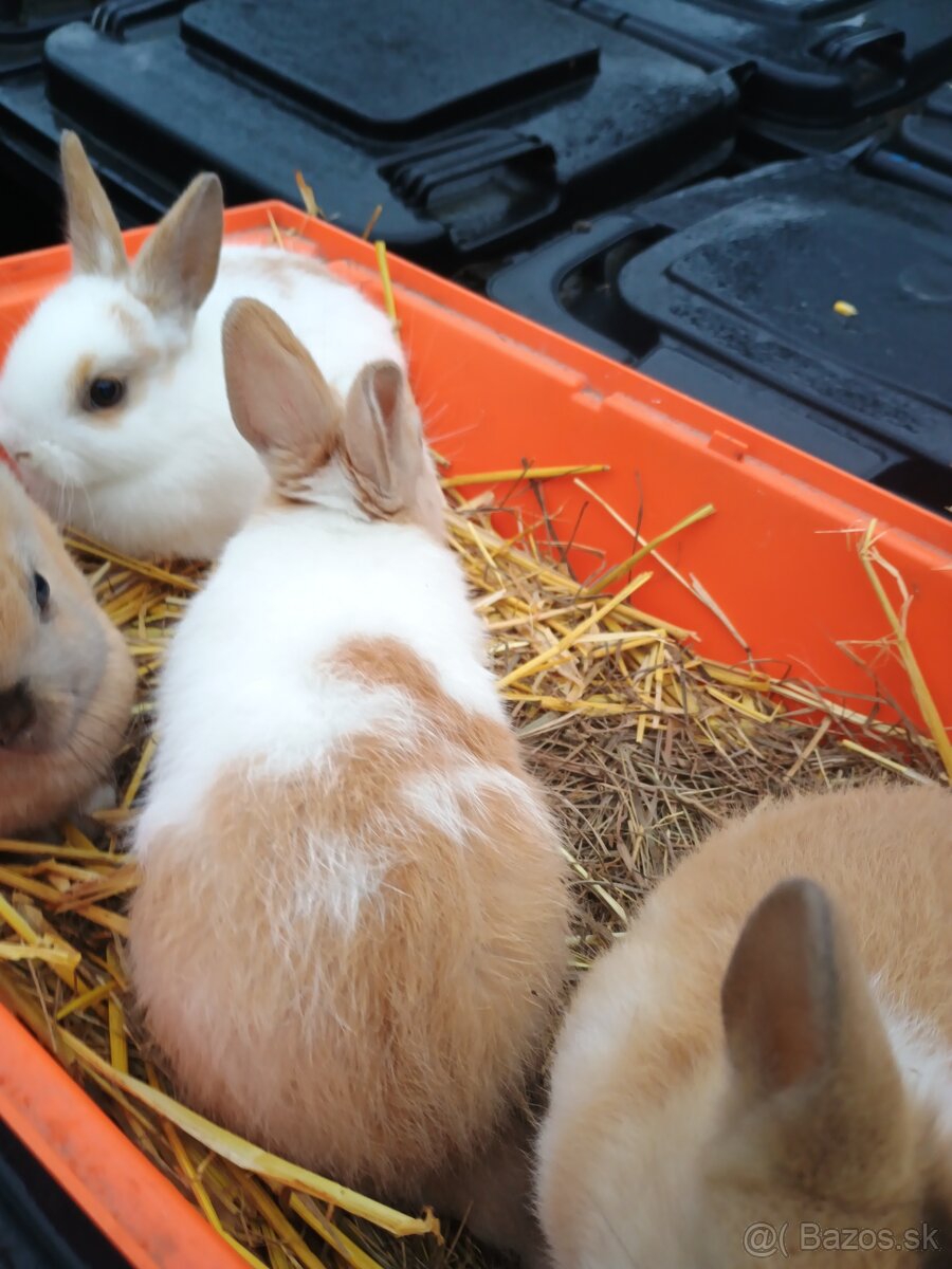 Zakrsli zajačik - 2