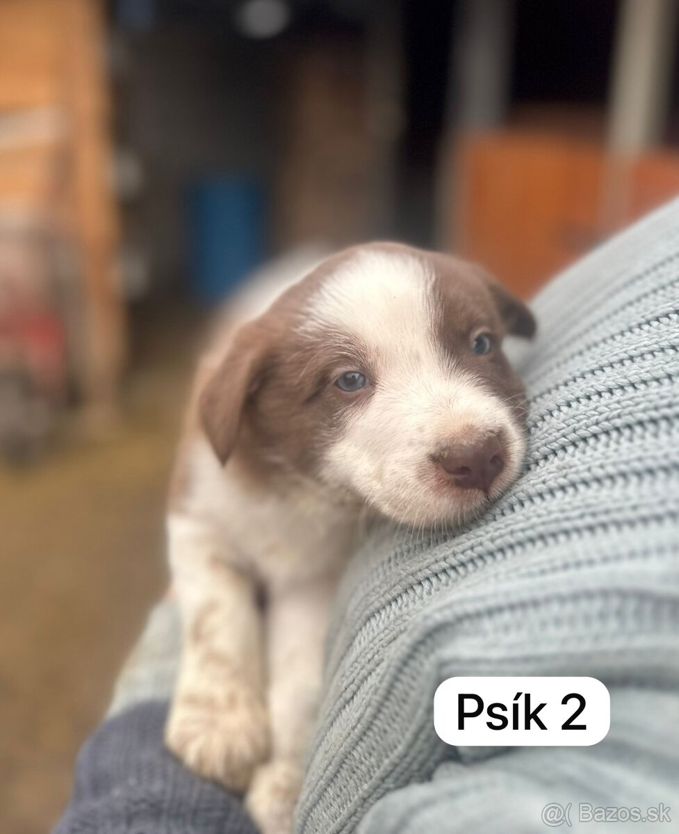 Predám šteniatka border kolie - 2