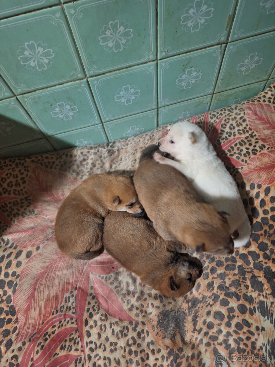 Predám shiba inu narodené 13.10 2025 - 2