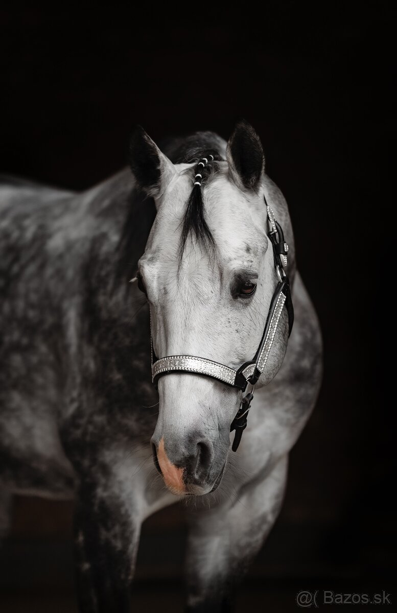 Pripúšťanie QH žrebcom - 2