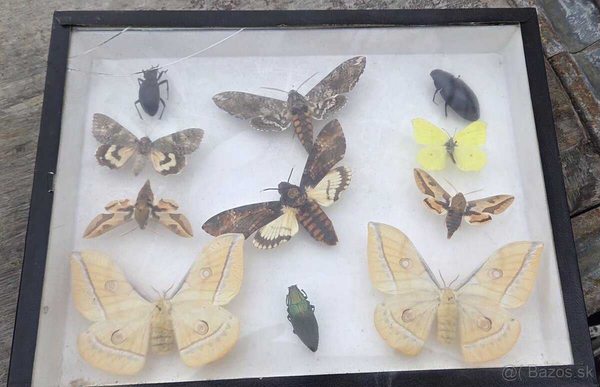 Zbierka motýľov,chrobákov - 2
