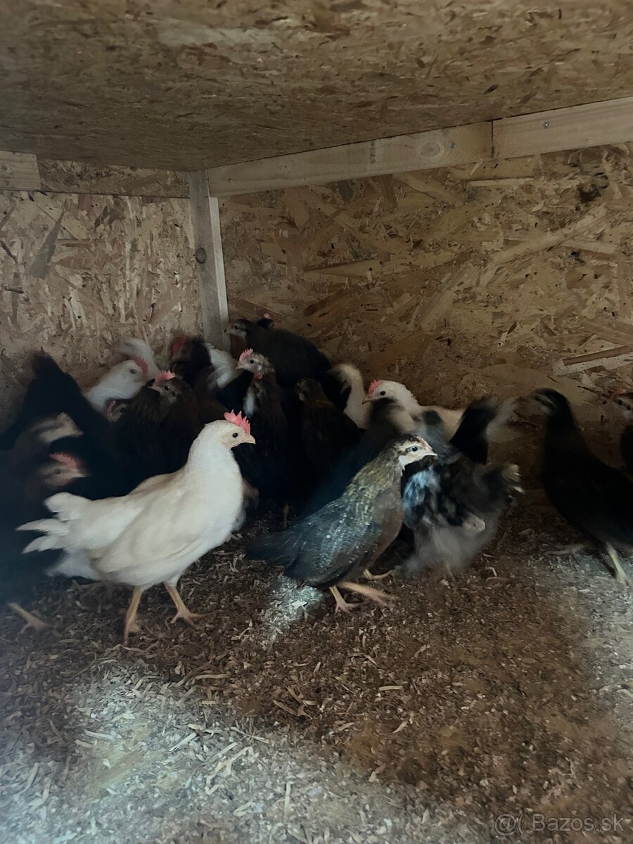 Predam kohutov - 2
