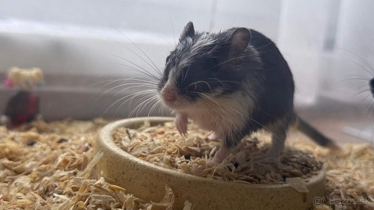 Darujem pieskomilov - 2