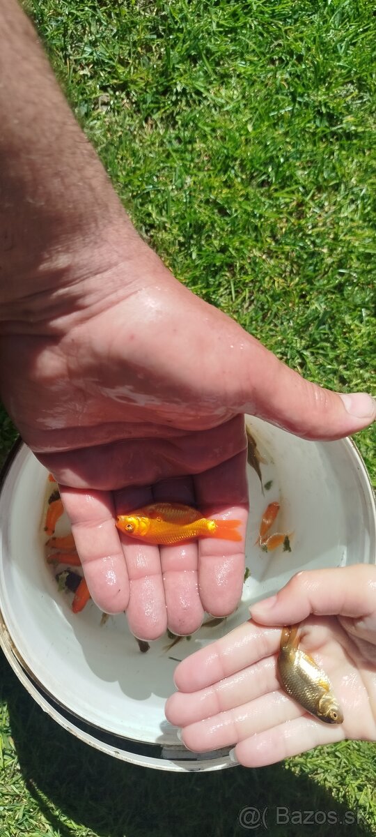 Jazierkové ryby,rybky,rybičky - 2