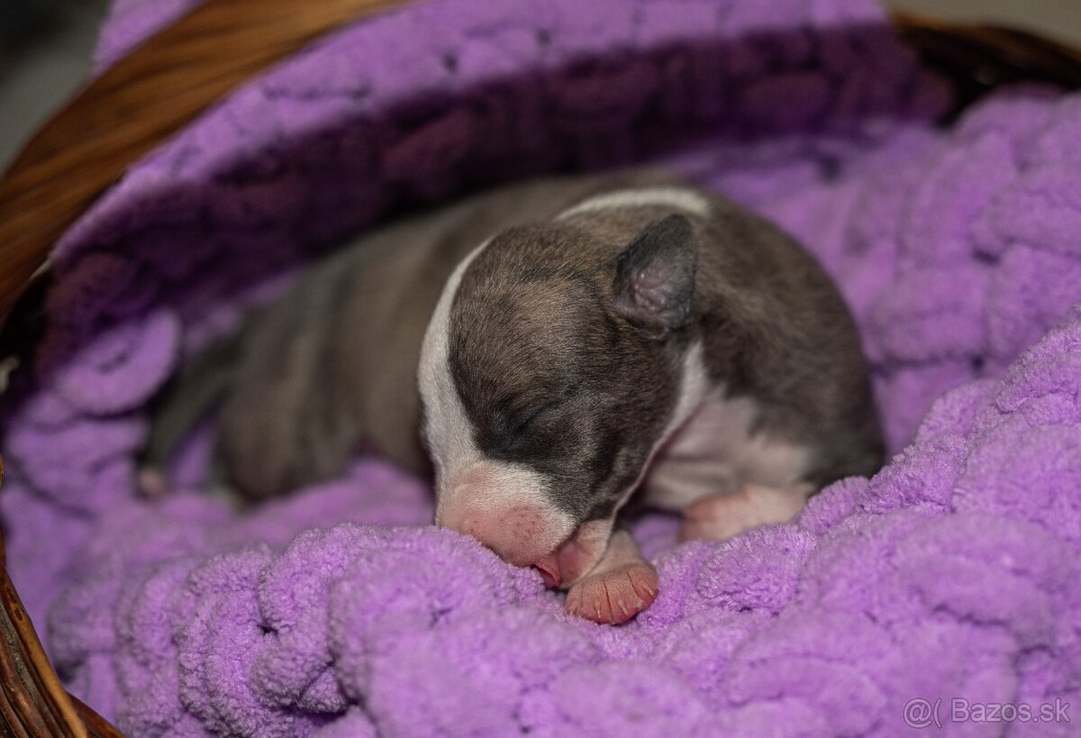 Whippet, vipet - 2