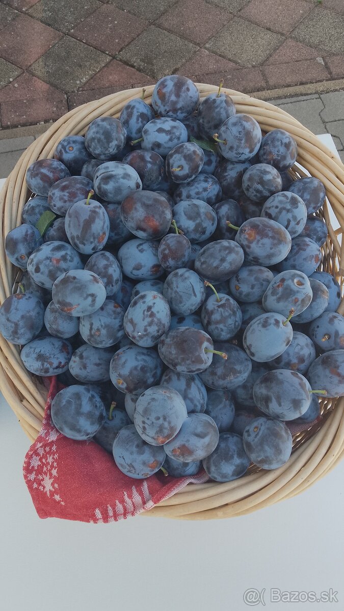 Slivkový kvas 0,60 €/liter - 2