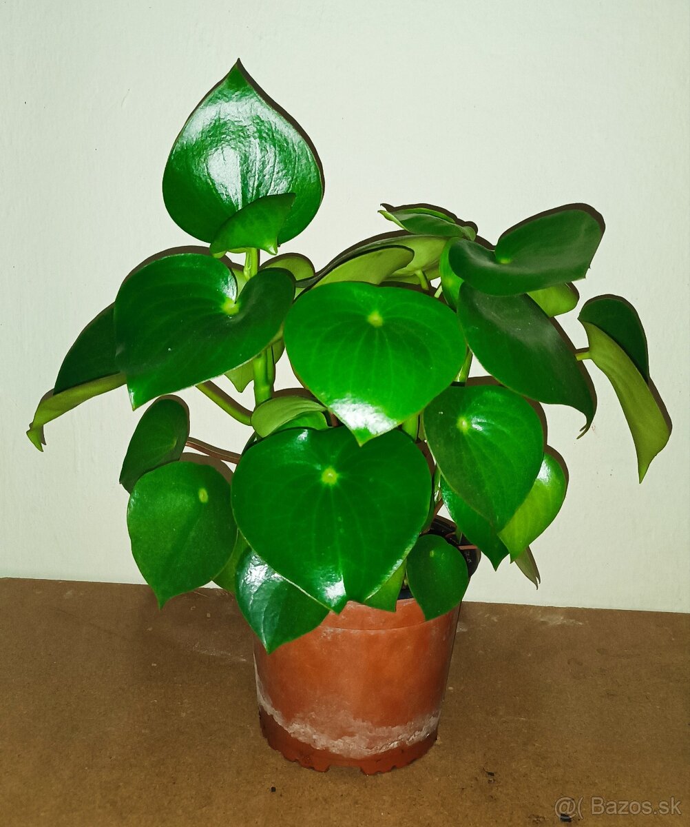 Peperomia - 2