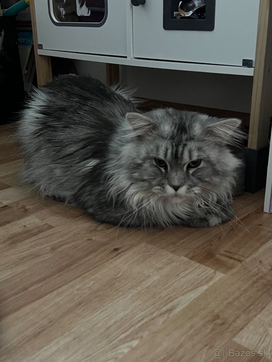 maine coon - 2