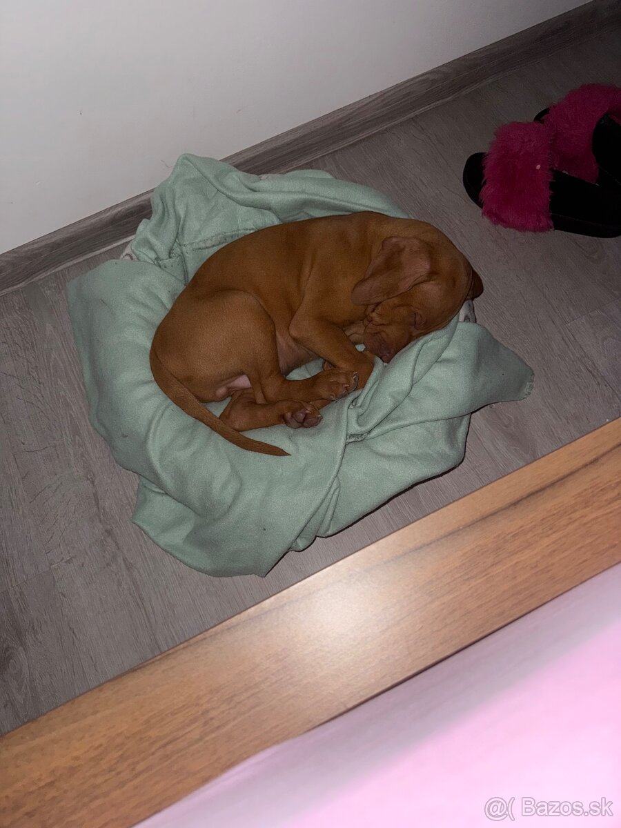 Maďarska vyžla - 2