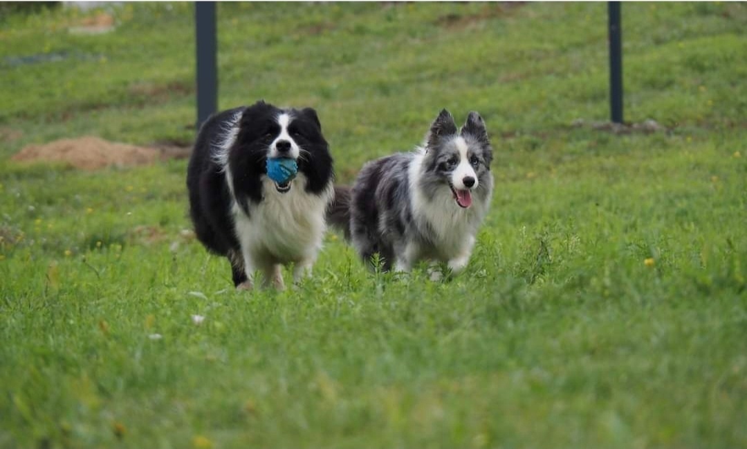Border kólia, collie s PP / s rodokmeňom - 2