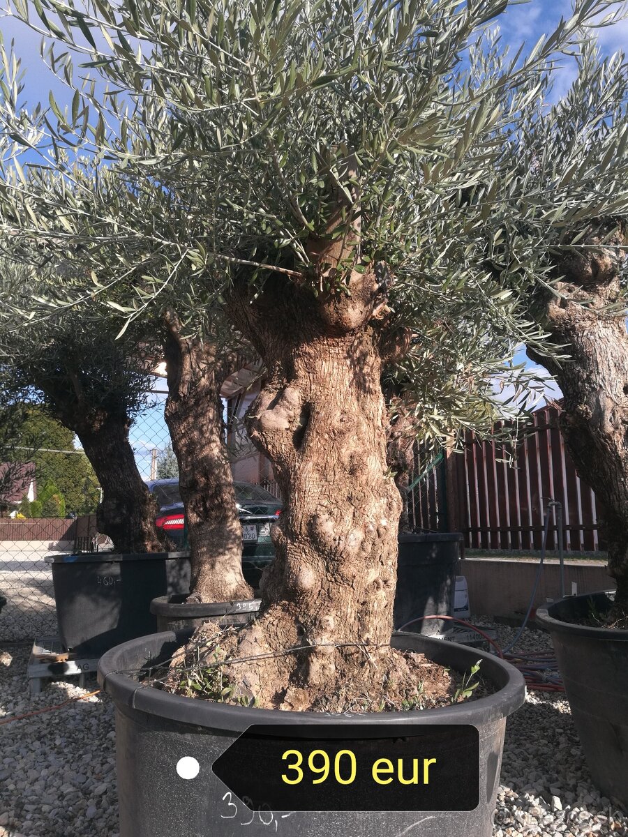 Olivovník Europea - 2