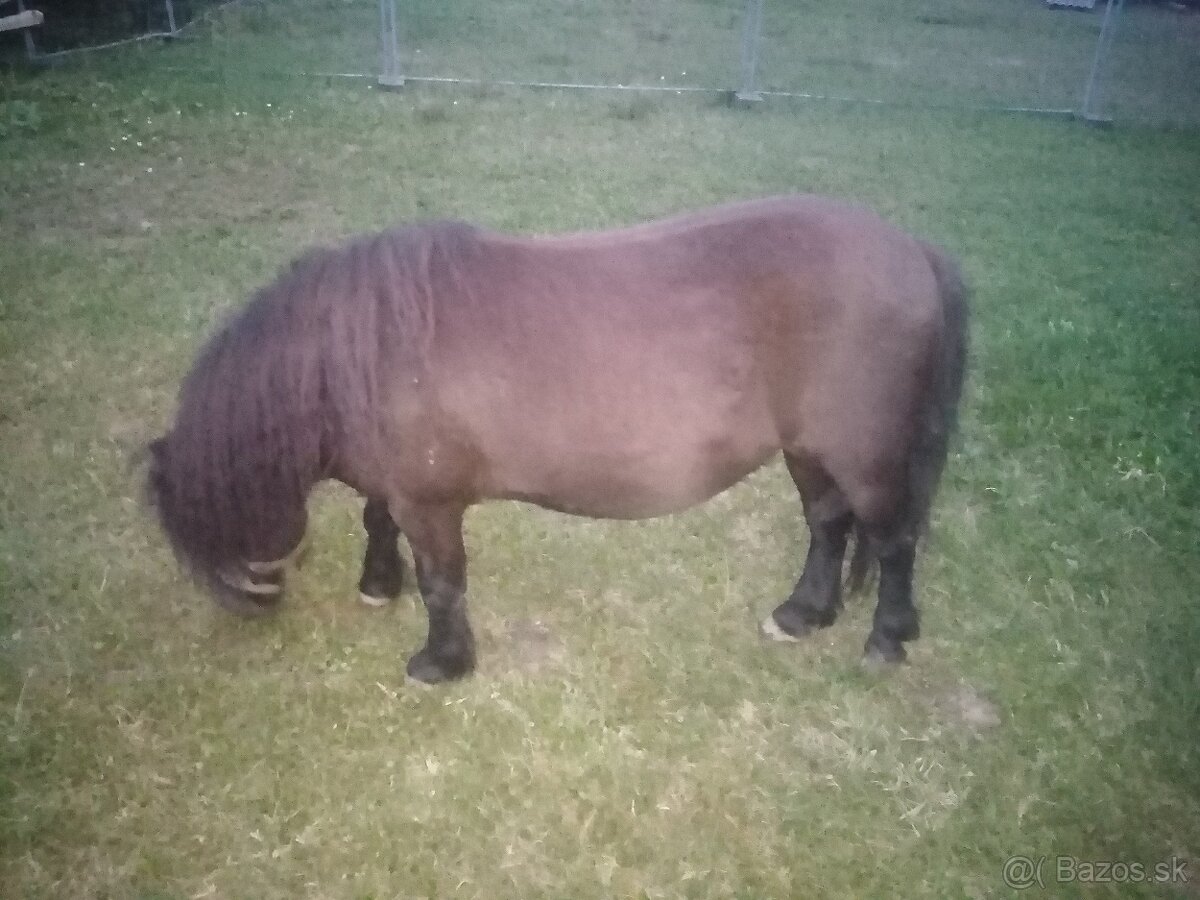 Shetlandský pony - 2
