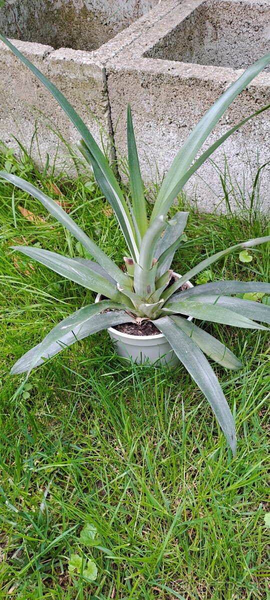 Ananásovník-Ananas comosus - 2