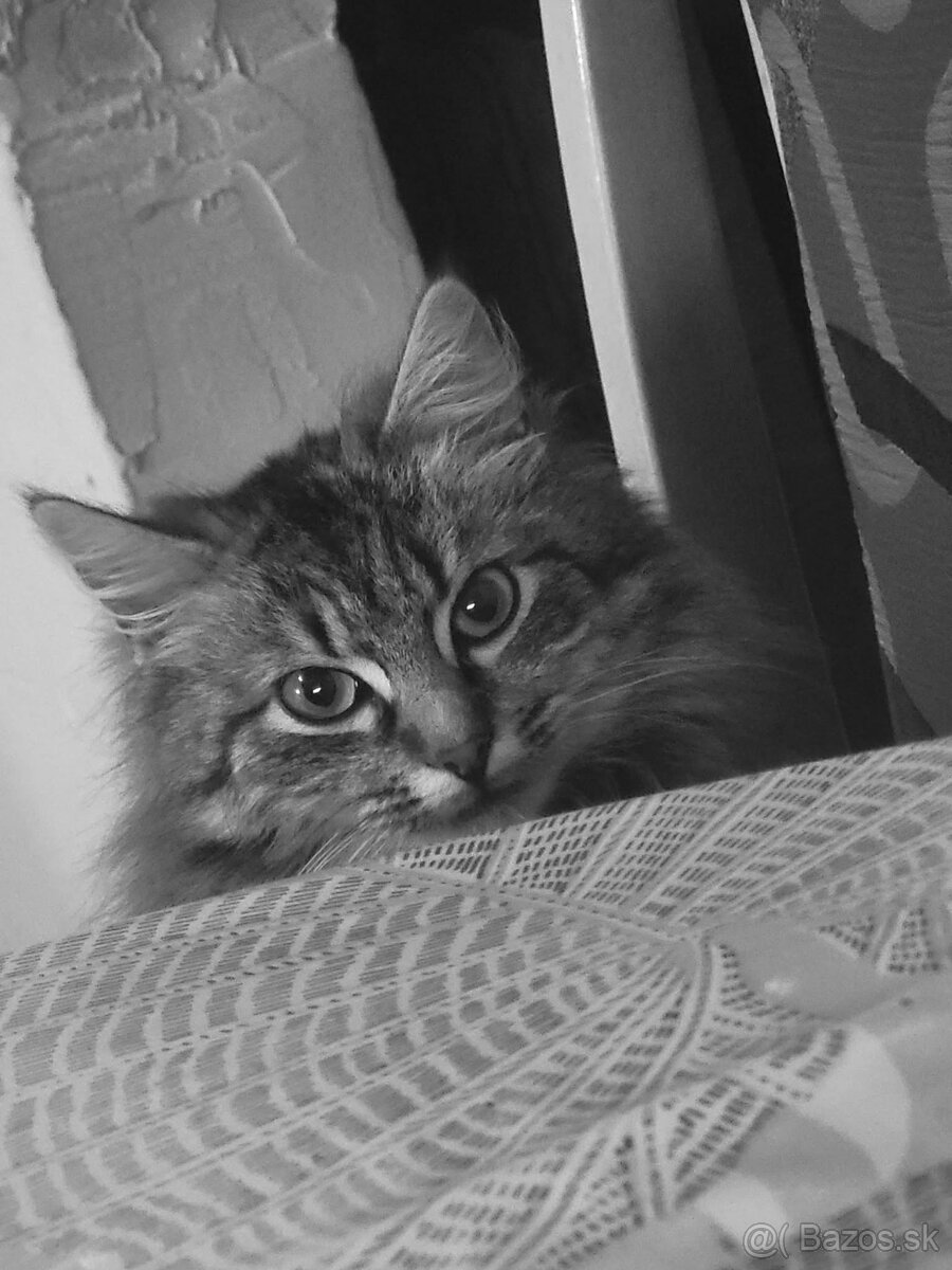 Maine Coon - 2