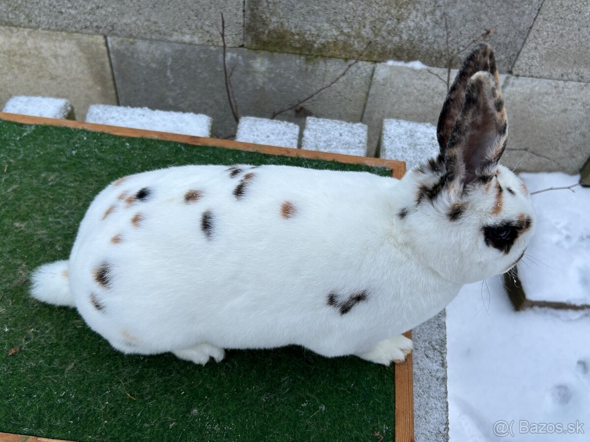 Dalmatínsky Rex čierno žltý - samica - 2