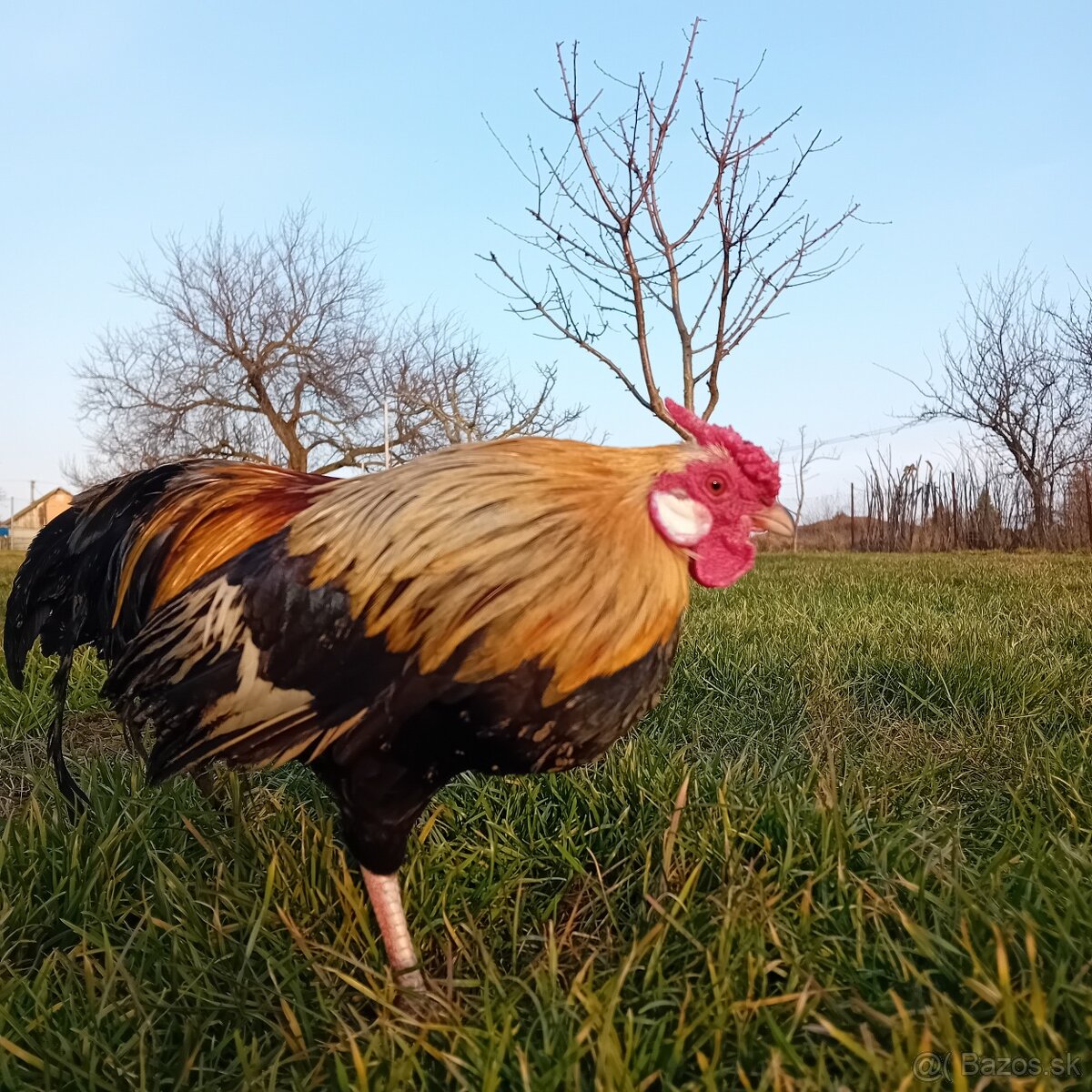 Oranžovokrké bantamky - 2