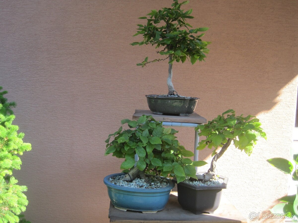 bonsai,bonsaj-hrab 32 - 2