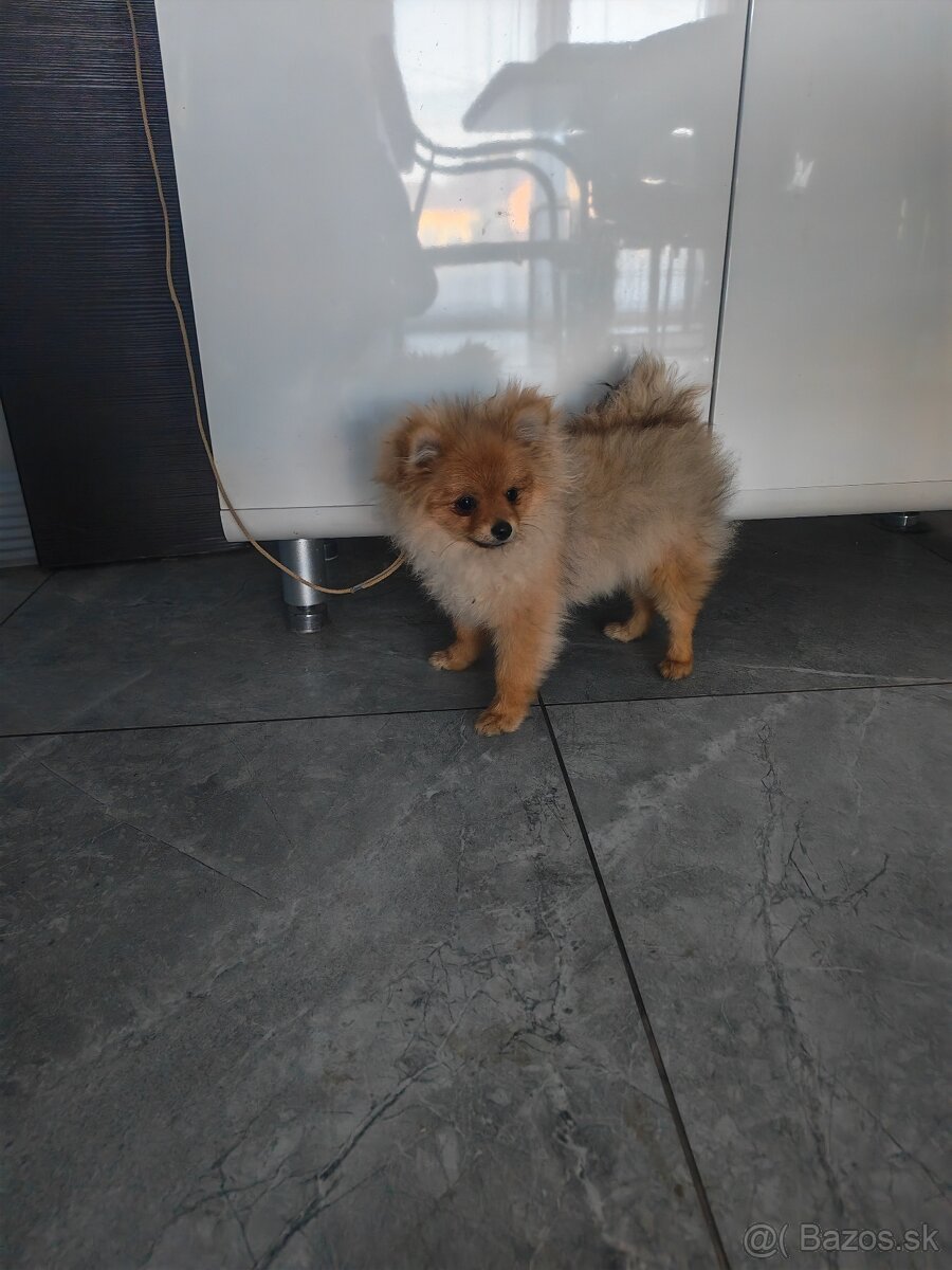Pomeranian FCI - 2