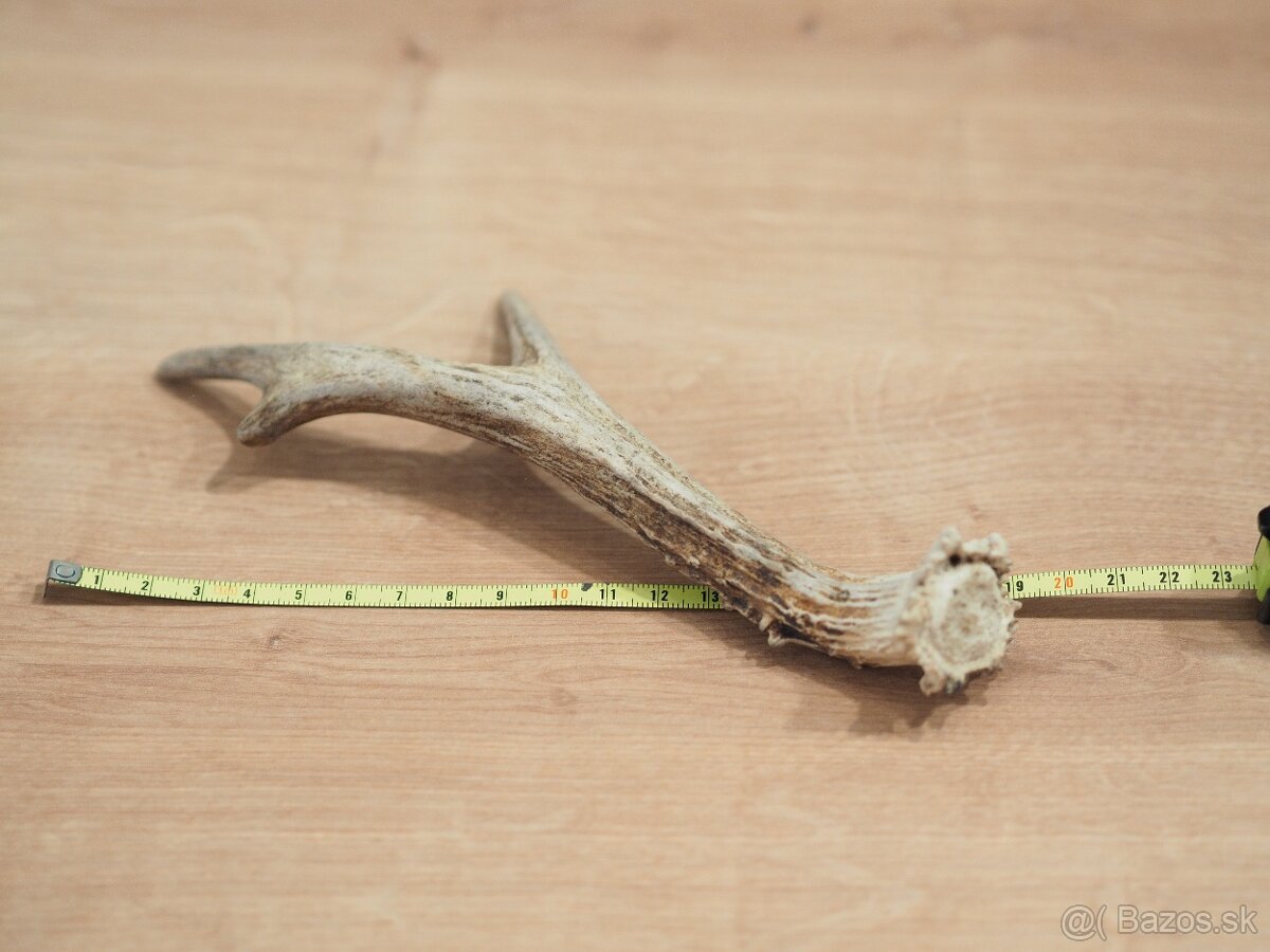 Srnčí paroh - 2