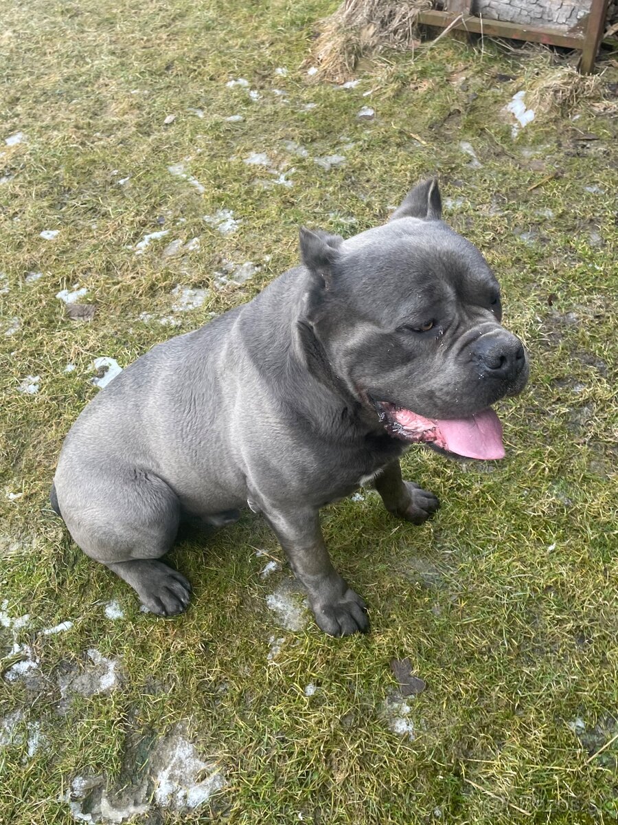 Cane corso - 2