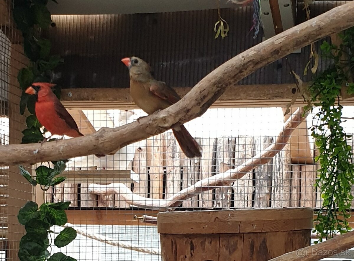 Kardinál červeny - 2