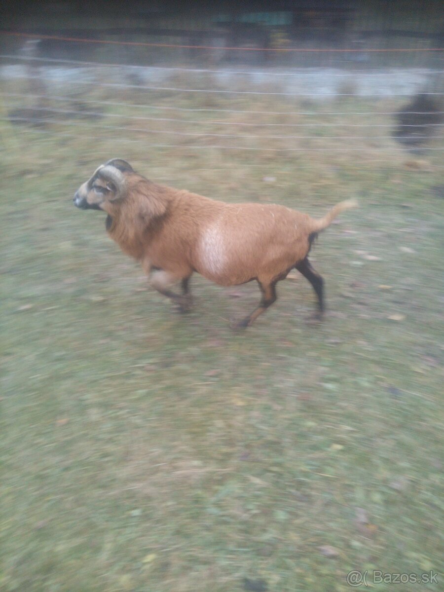 Kamerunský baran - 2