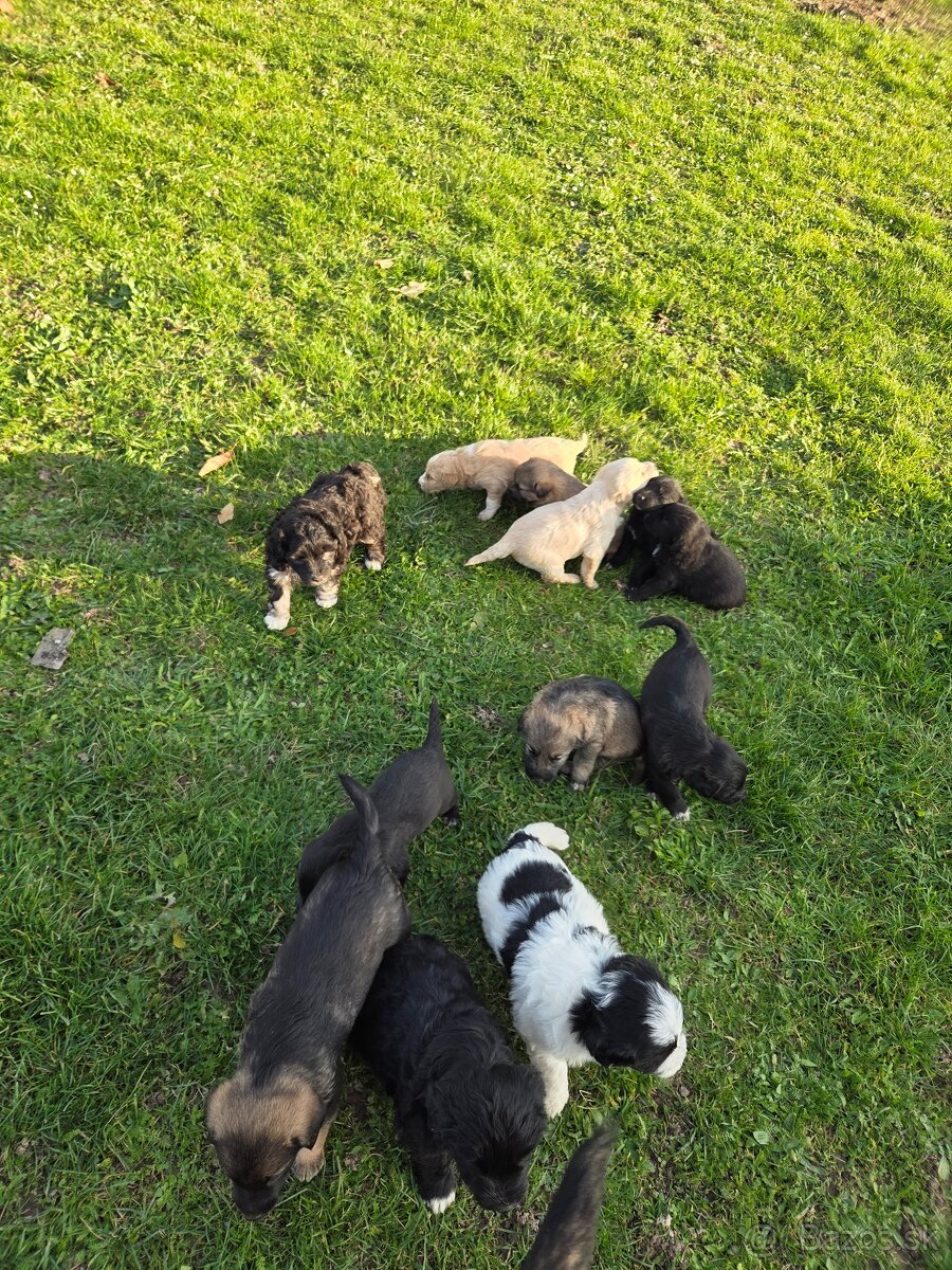 Darujeme šteniatka - 2