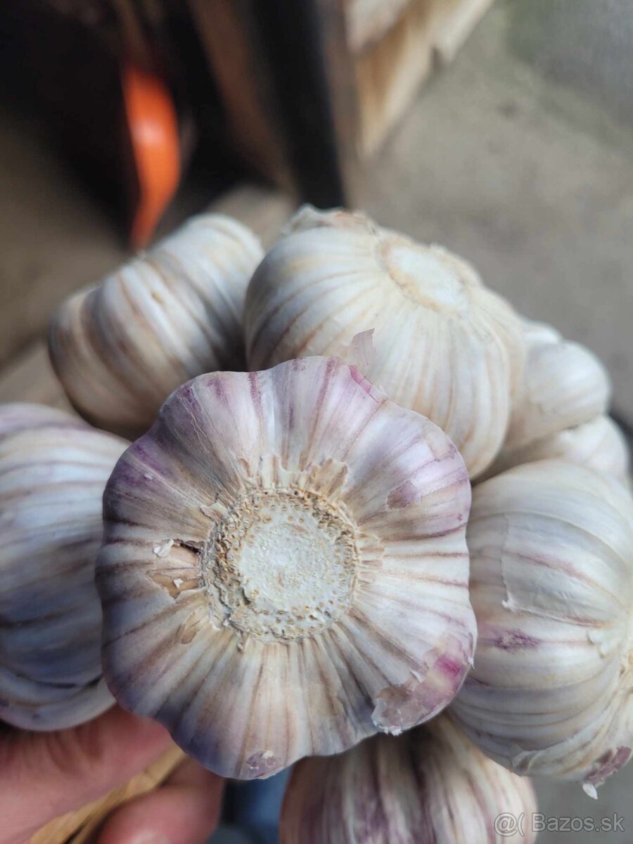 Domáci dedov -Ruský cesnak paličiak fialovy - 2