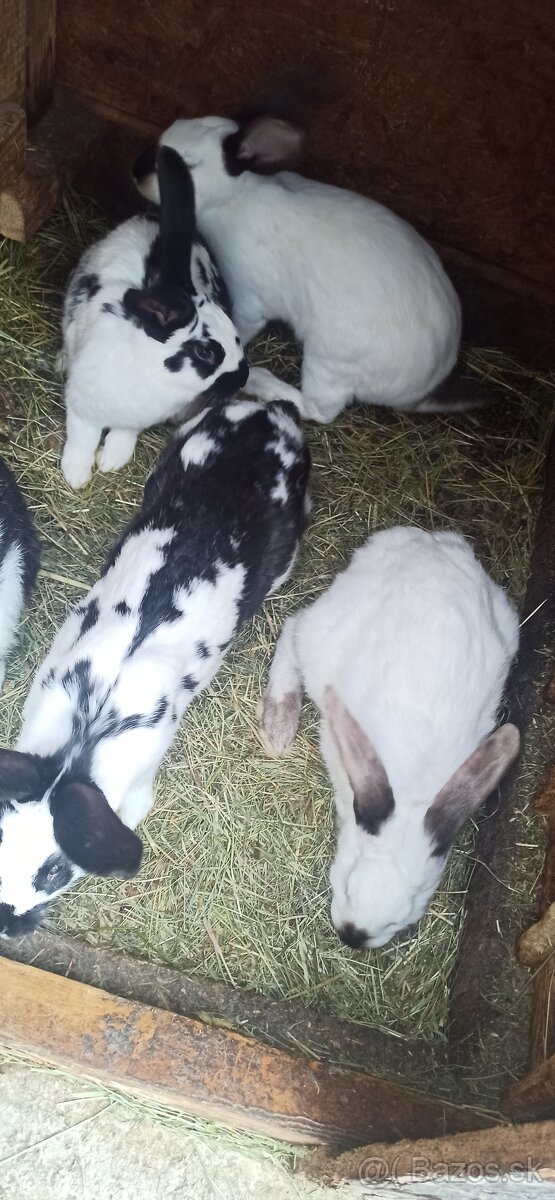 Predám 4 mesačne mladé krížence - 2