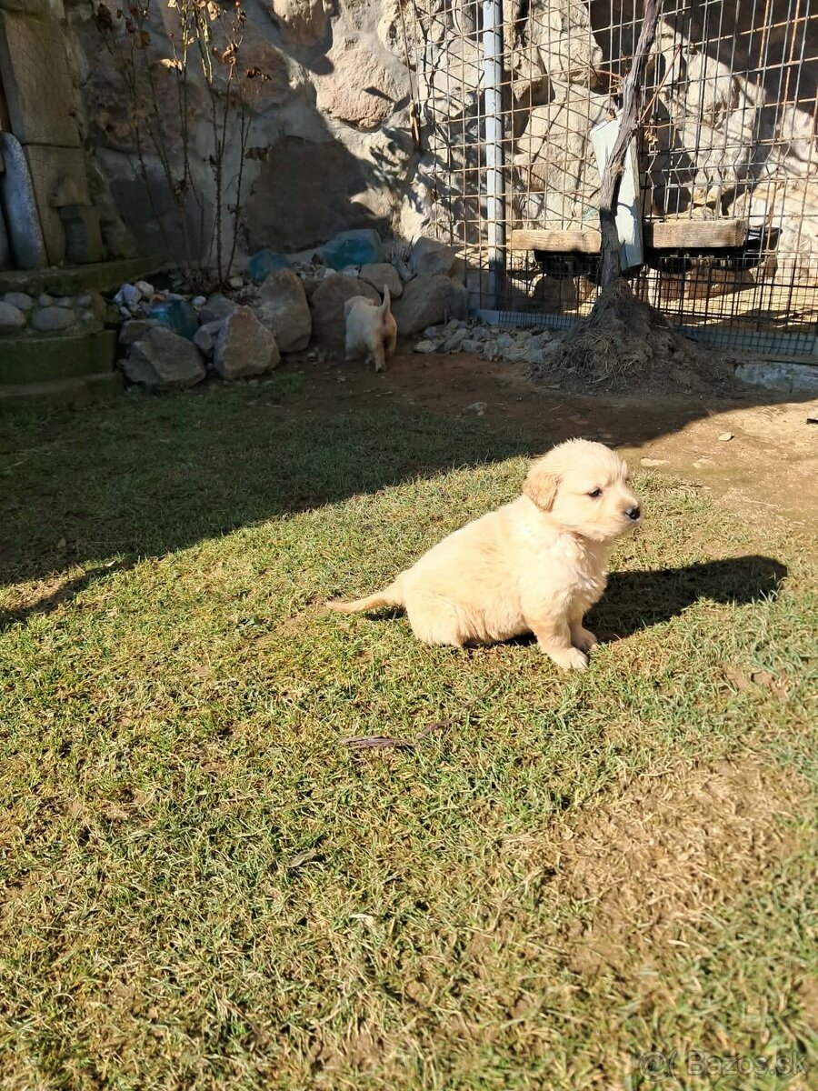 Zlatý retriever - 2
