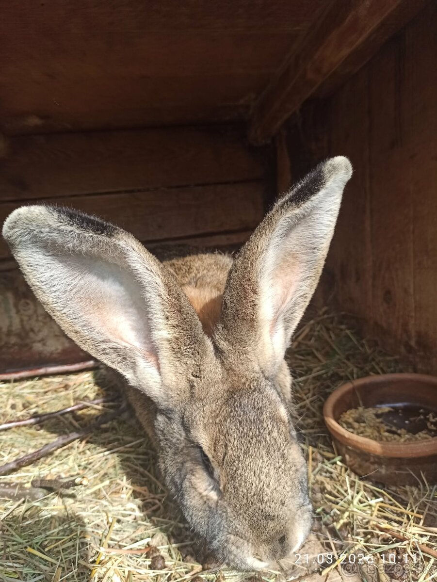 Samica belgický obor - 2