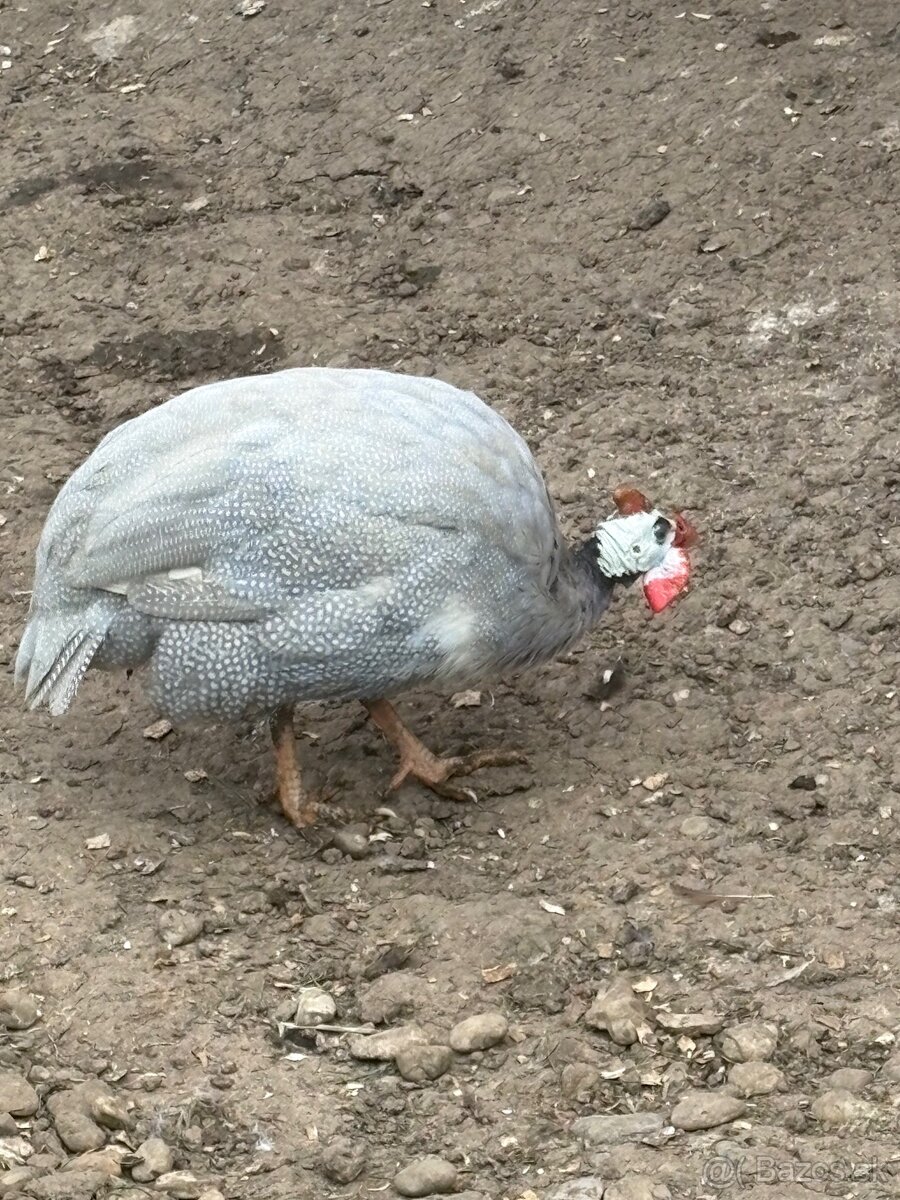 Perlička kohút - 2