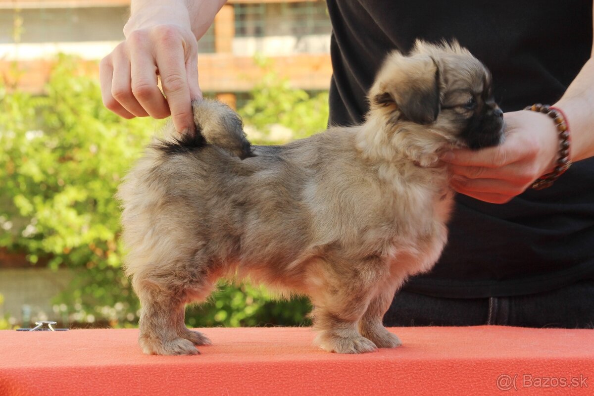 Šteniatka Tibetského španiela - 2