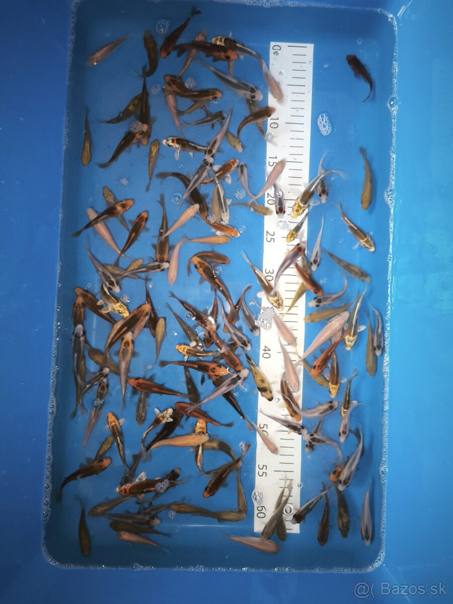Koi kapre - 2