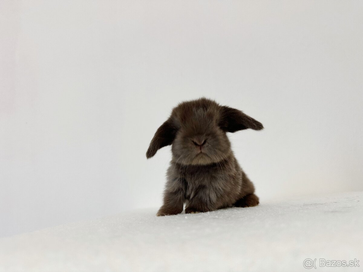 🐰🩷Minilop 🩷🐰 - 2
