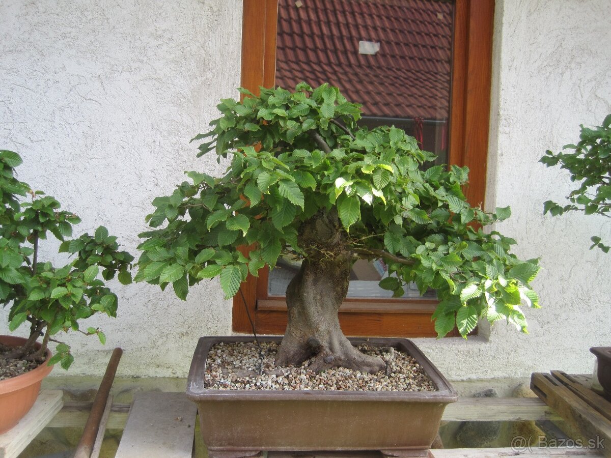 bonsai,bonsaj-hrab 35 - 2
