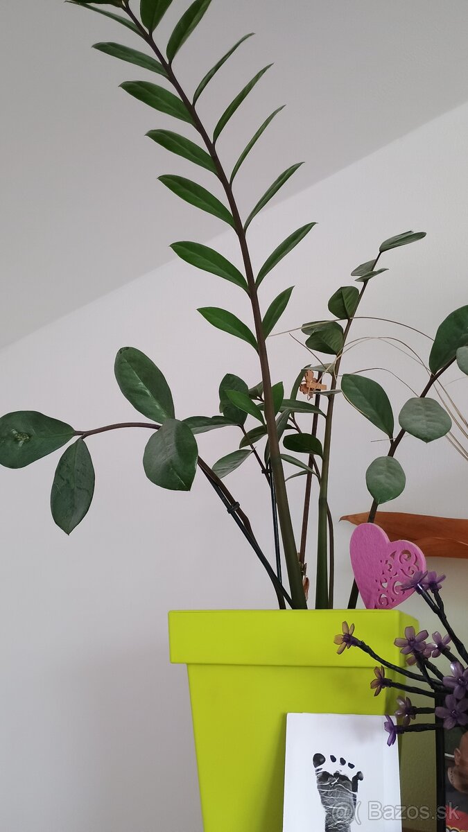 Zamioculcas - 2