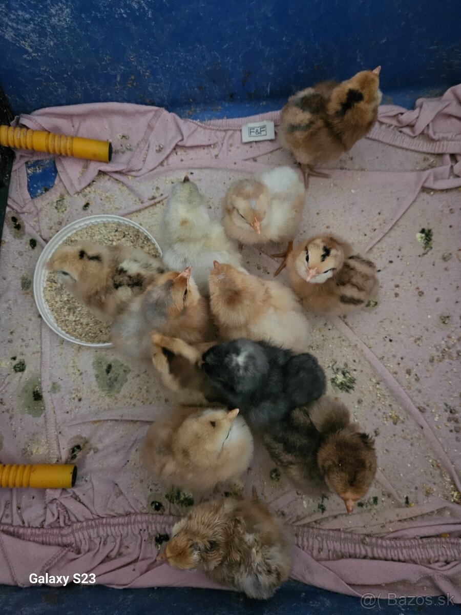 Predám nasadové vajíčka araucana - 2