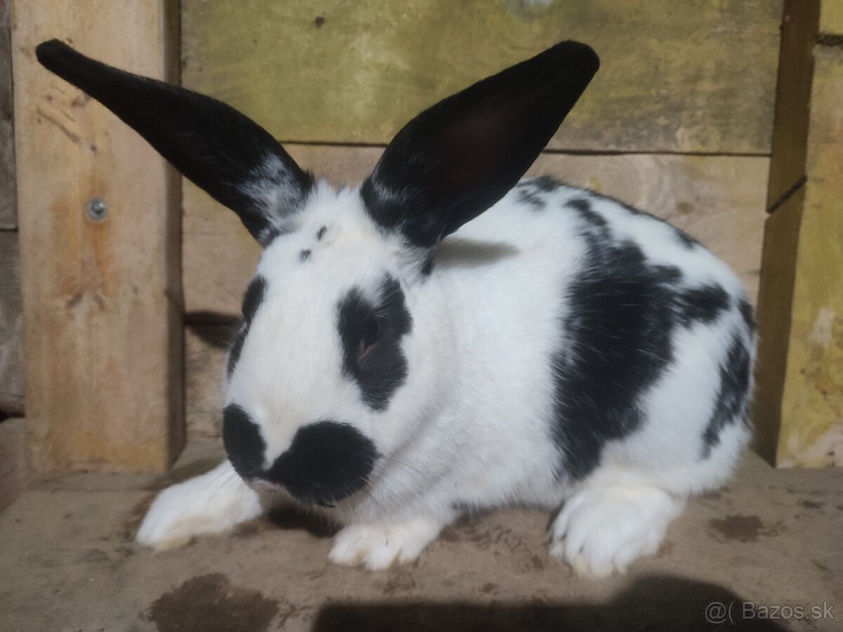 Samec Šarišský obrovity mix - 2