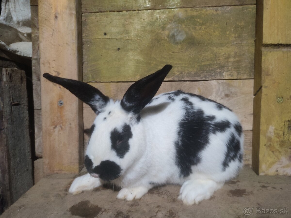 Samec Šarišský obrovity mix - 2