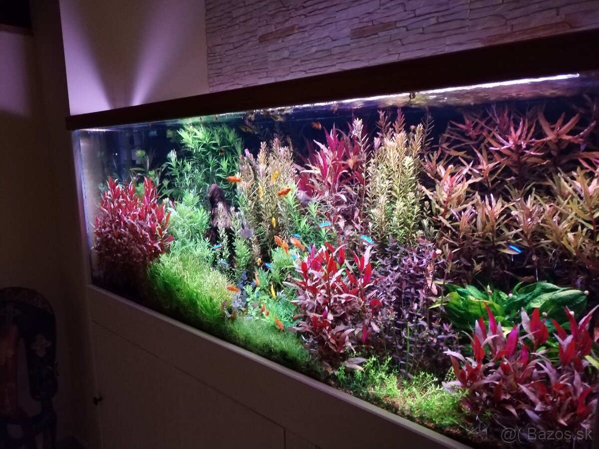 Akváriové rastliny - 2