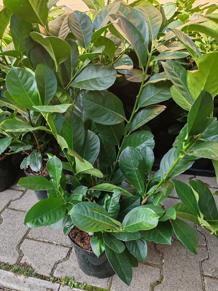 Vavrínovec lekarsky - 2