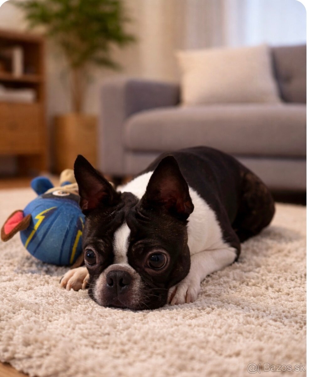 Bostonský terier s PP - 2