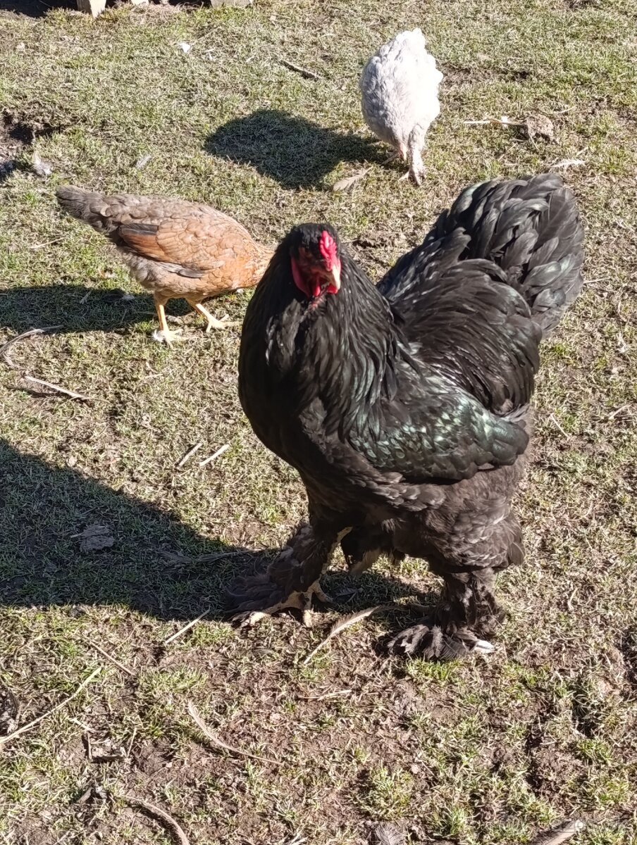 Brahmanka Veľká - 2