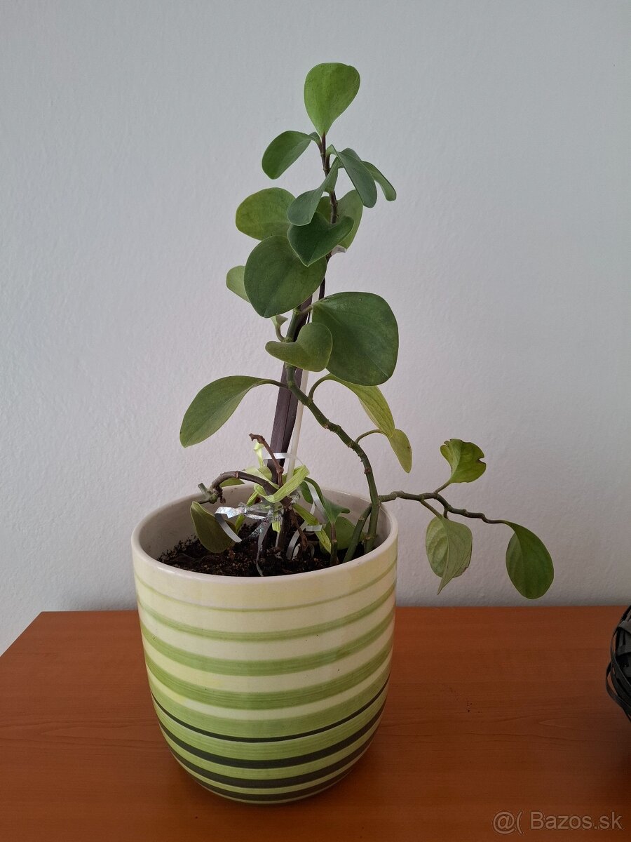 izbová rastlina - Pieprovec magnóliolistý - 2