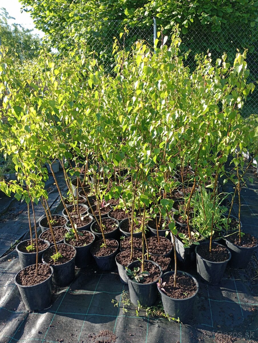 Breza Previsnutá-breza biela - 2